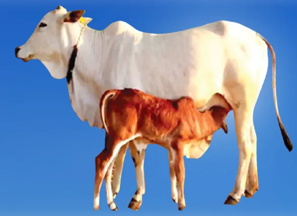 गौमूत्र के औषधीय लाभ